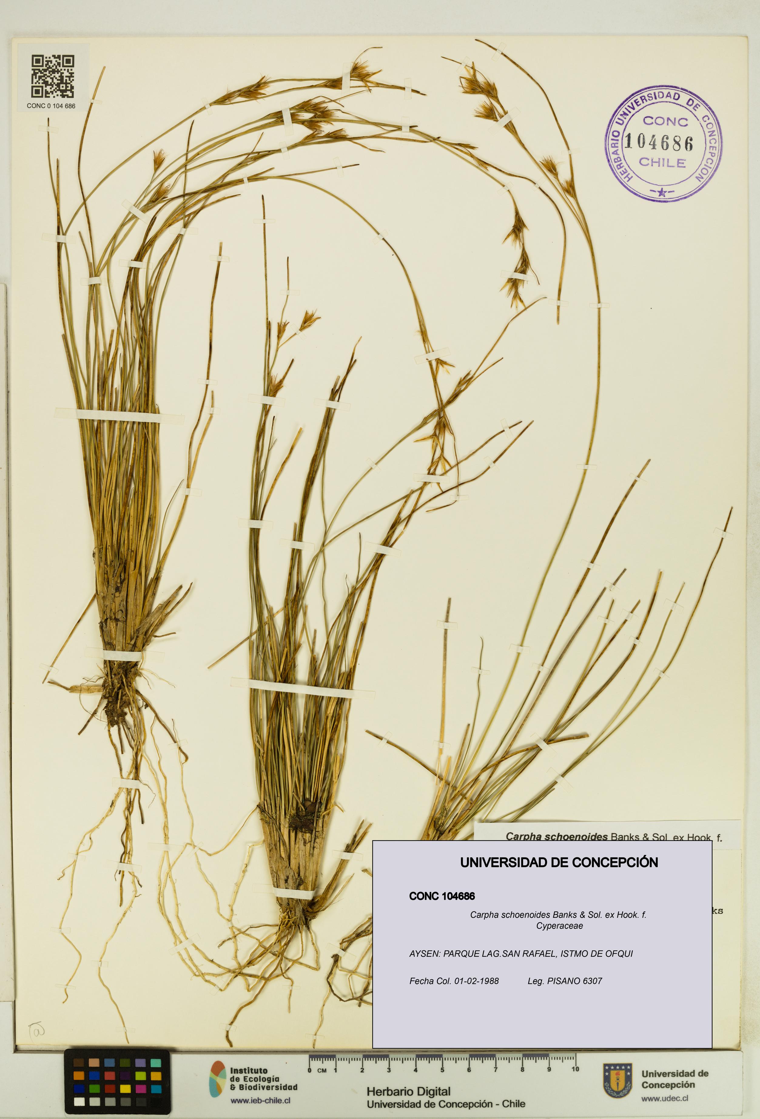 Carpha schoenoides [Espécimen: UDEC:CONC:0104686]