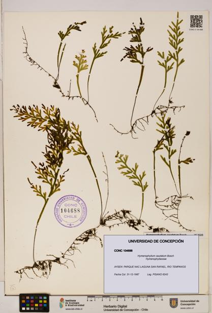 Hymenophyllum caudatum [Espécimen: UDEC:CONC:0104688]