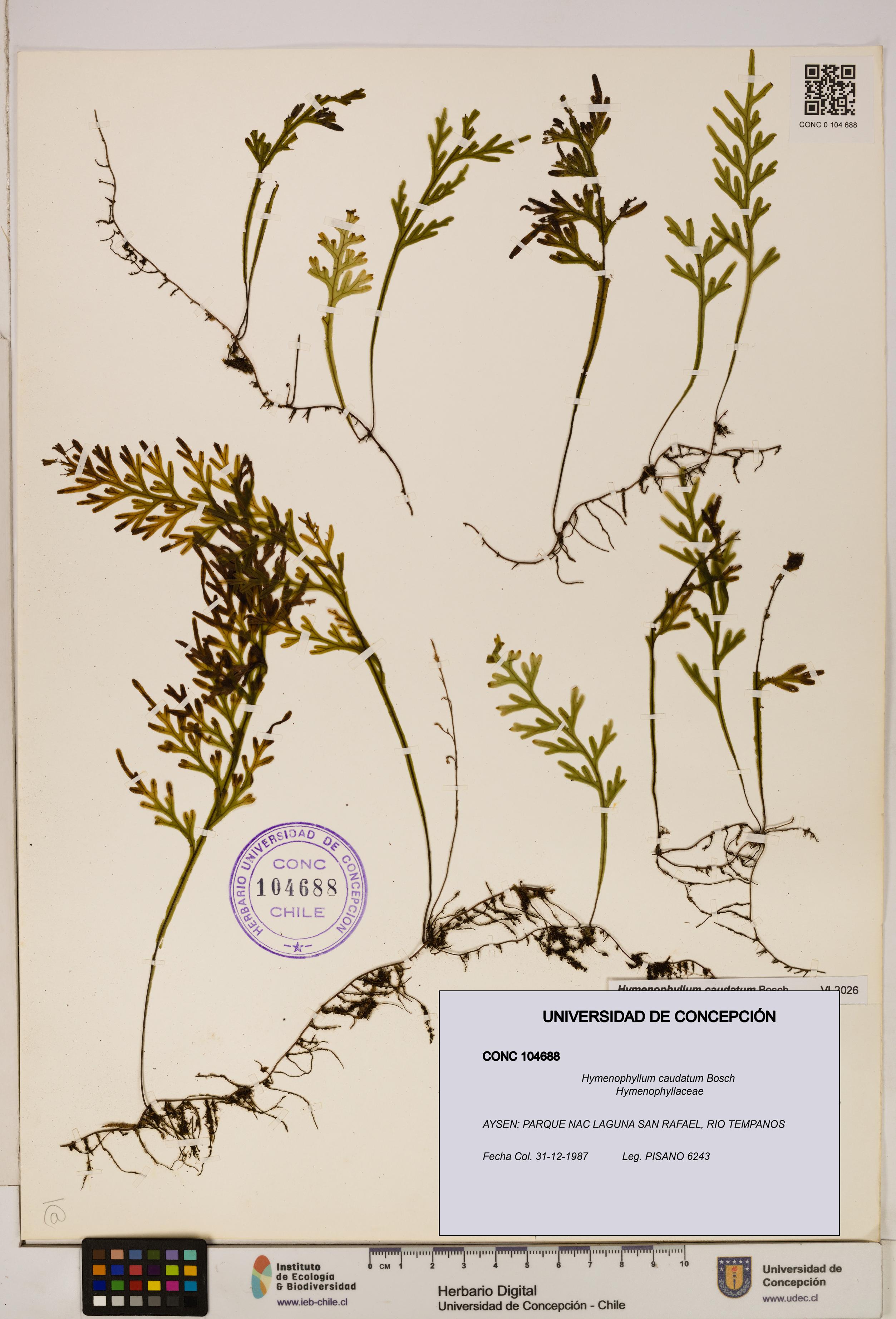 Hymenophyllum caudatum [Espécimen: UDEC:CONC:0104688]