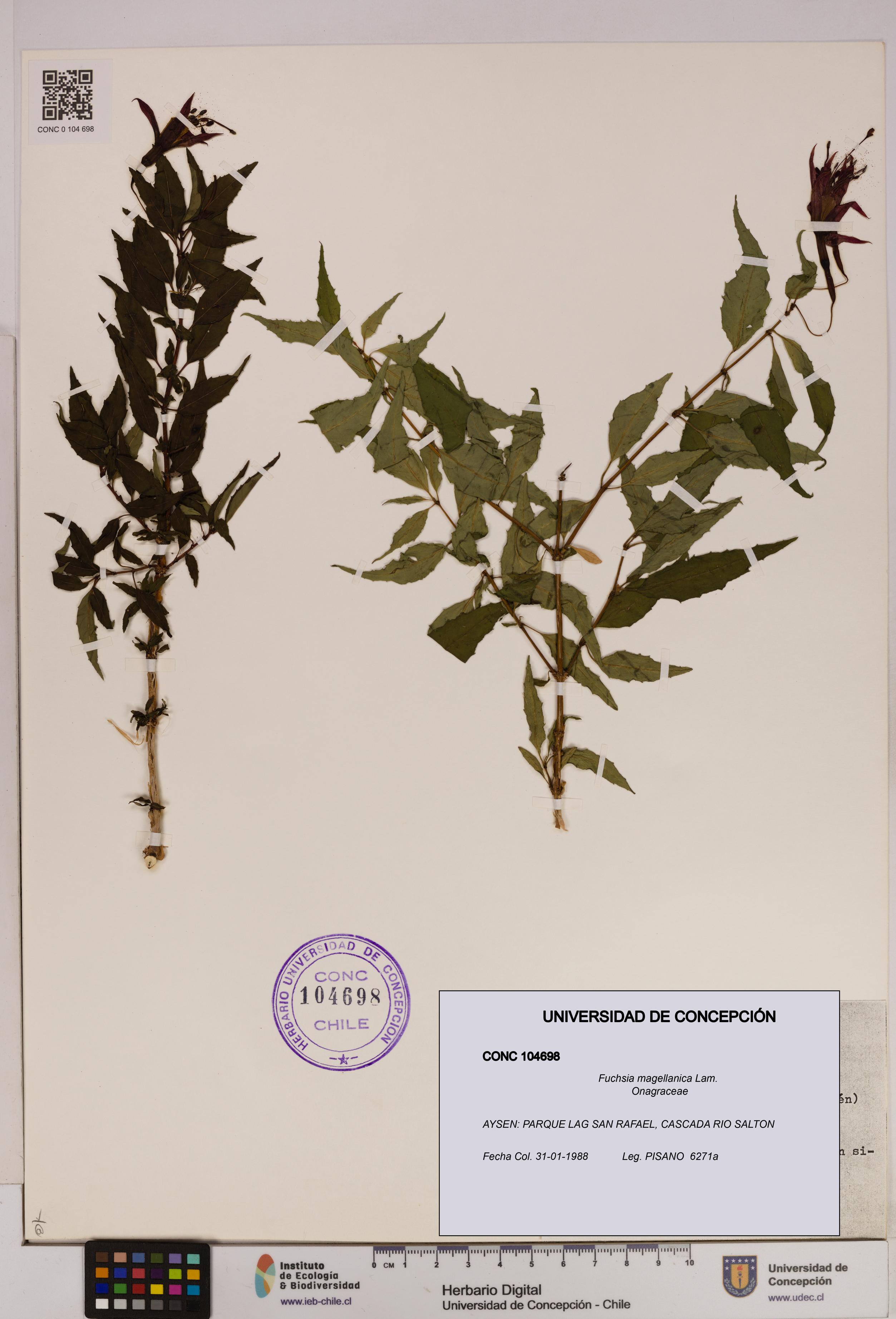 Fuchsia magellanica [Espécimen: UDEC:CONC:0104698]