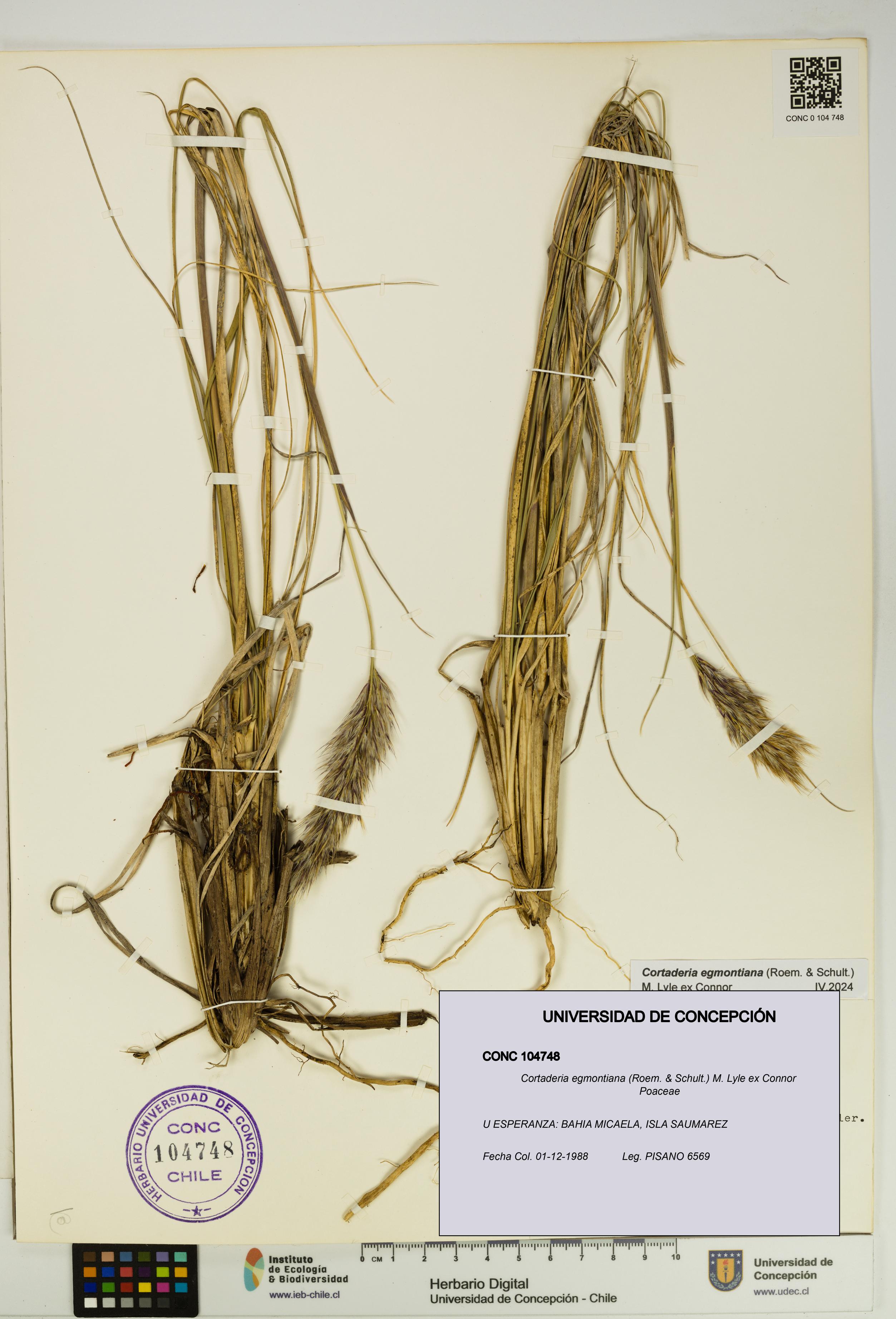 Cortaderia egmontiana [Espécimen: UDEC:CONC:0104748]
