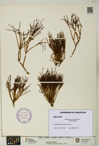 Misodendrum punctulatum [Espécimen: UDEC:CONC:0104754]