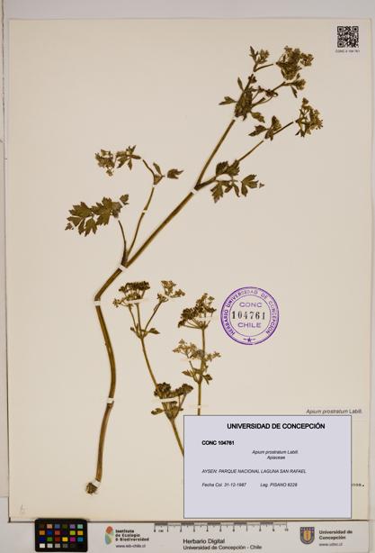 Apium prostratum [Espécimen: ]