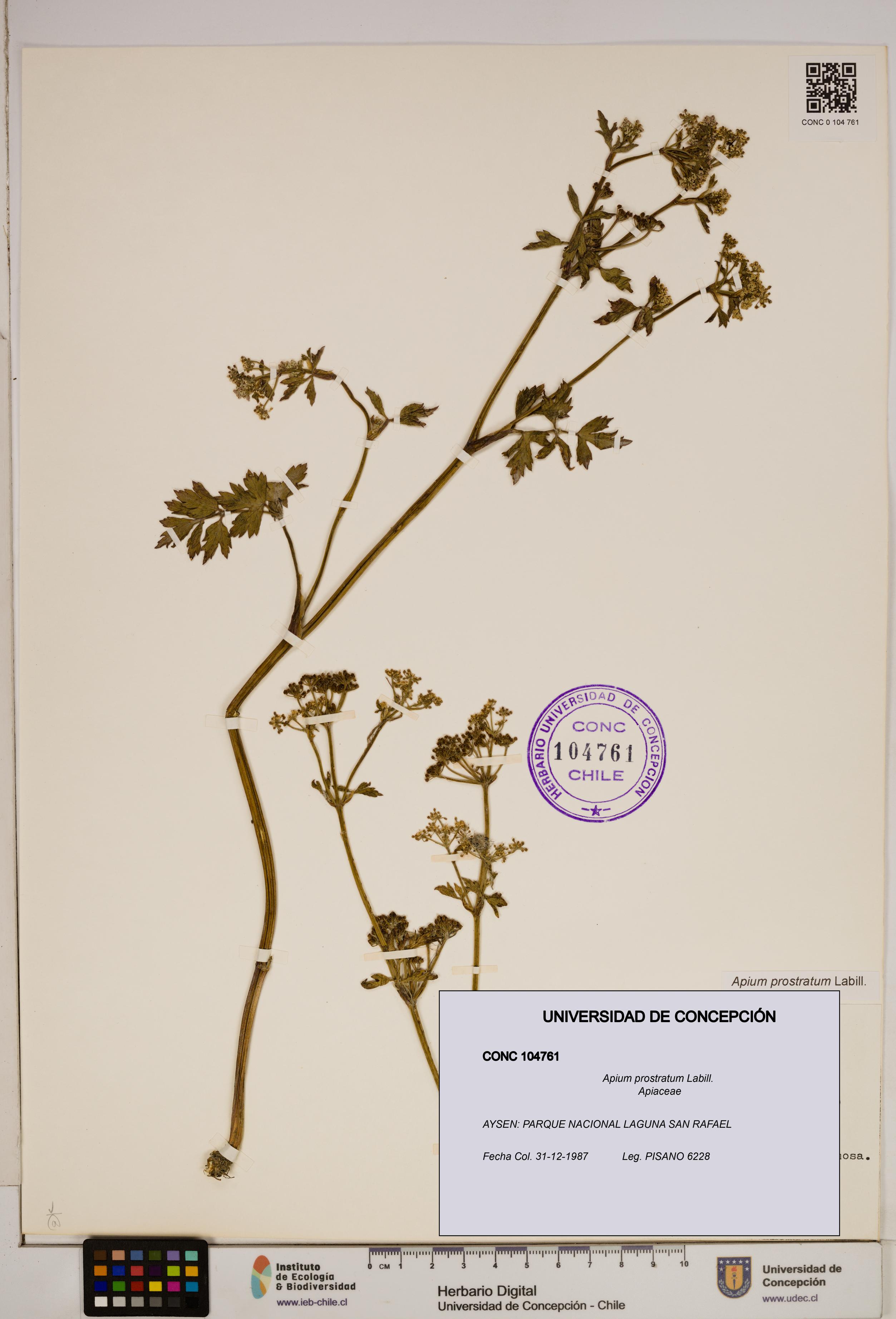 Apium prostratum [Espécimen: ]