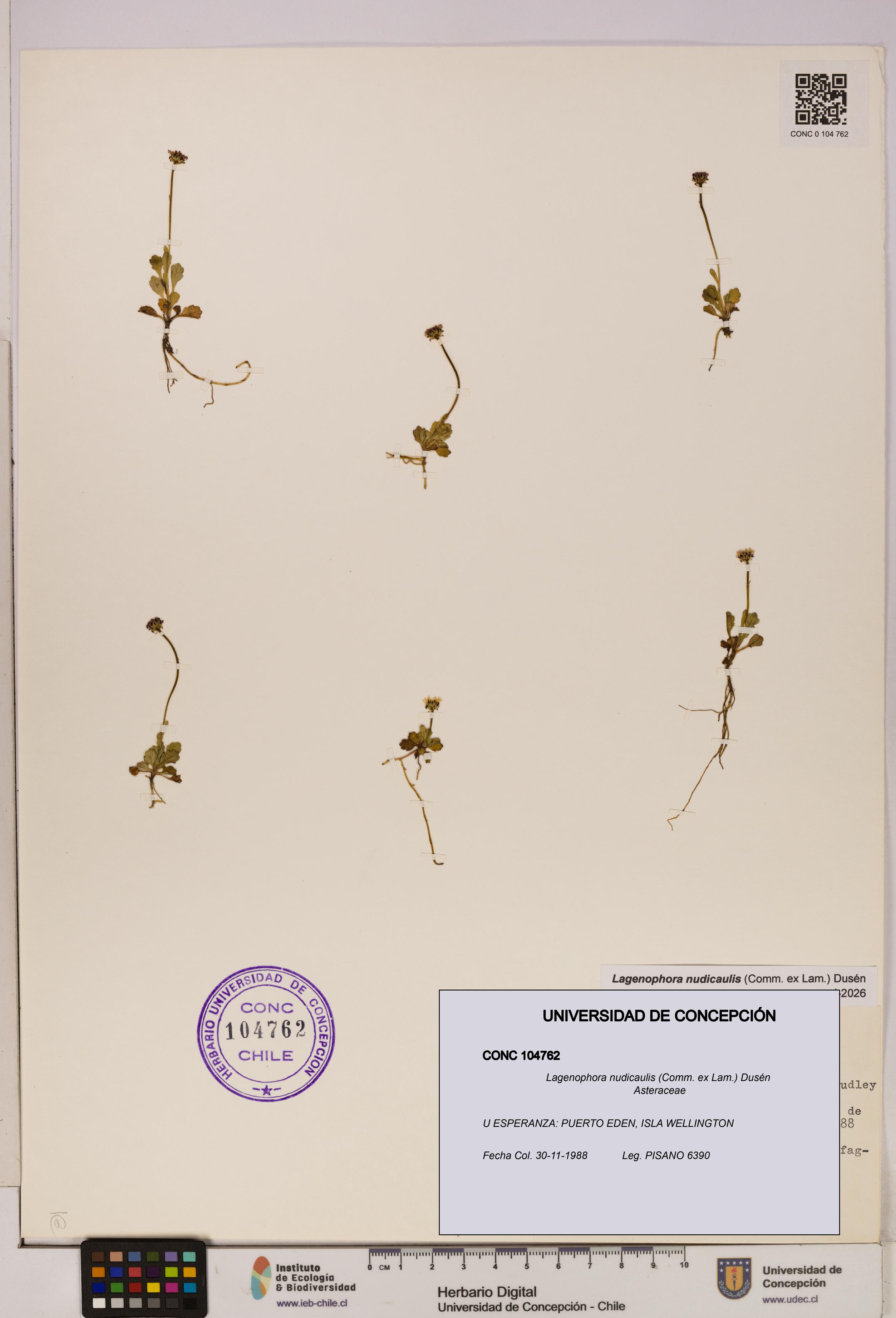 Lagenophora nudicaulis [Espécimen: ]