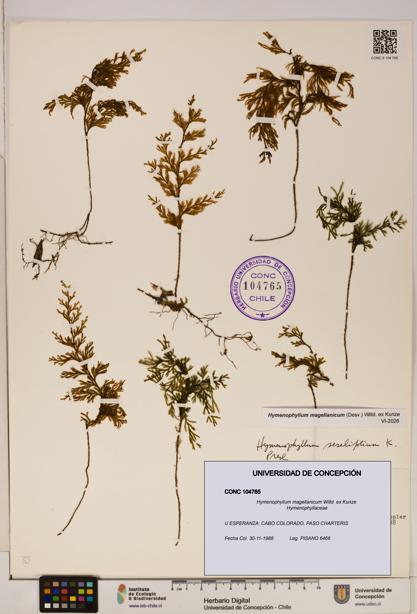 Hymenophyllum magellanicum [Espécimen: ]