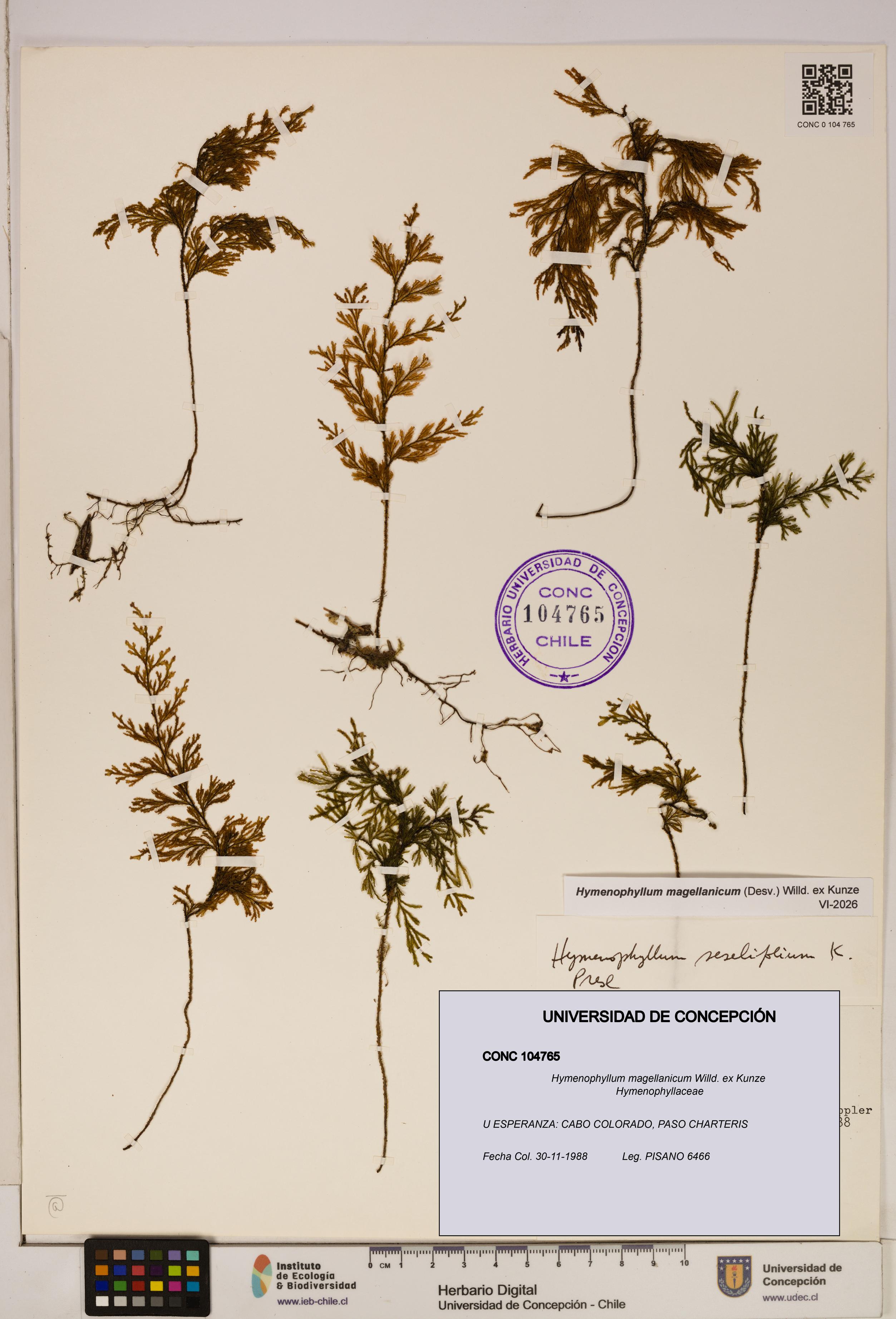 Hymenophyllum magellanicum [Espécimen: ]