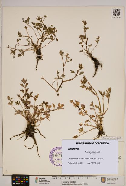 Apium prostratum [Espécimen: ]