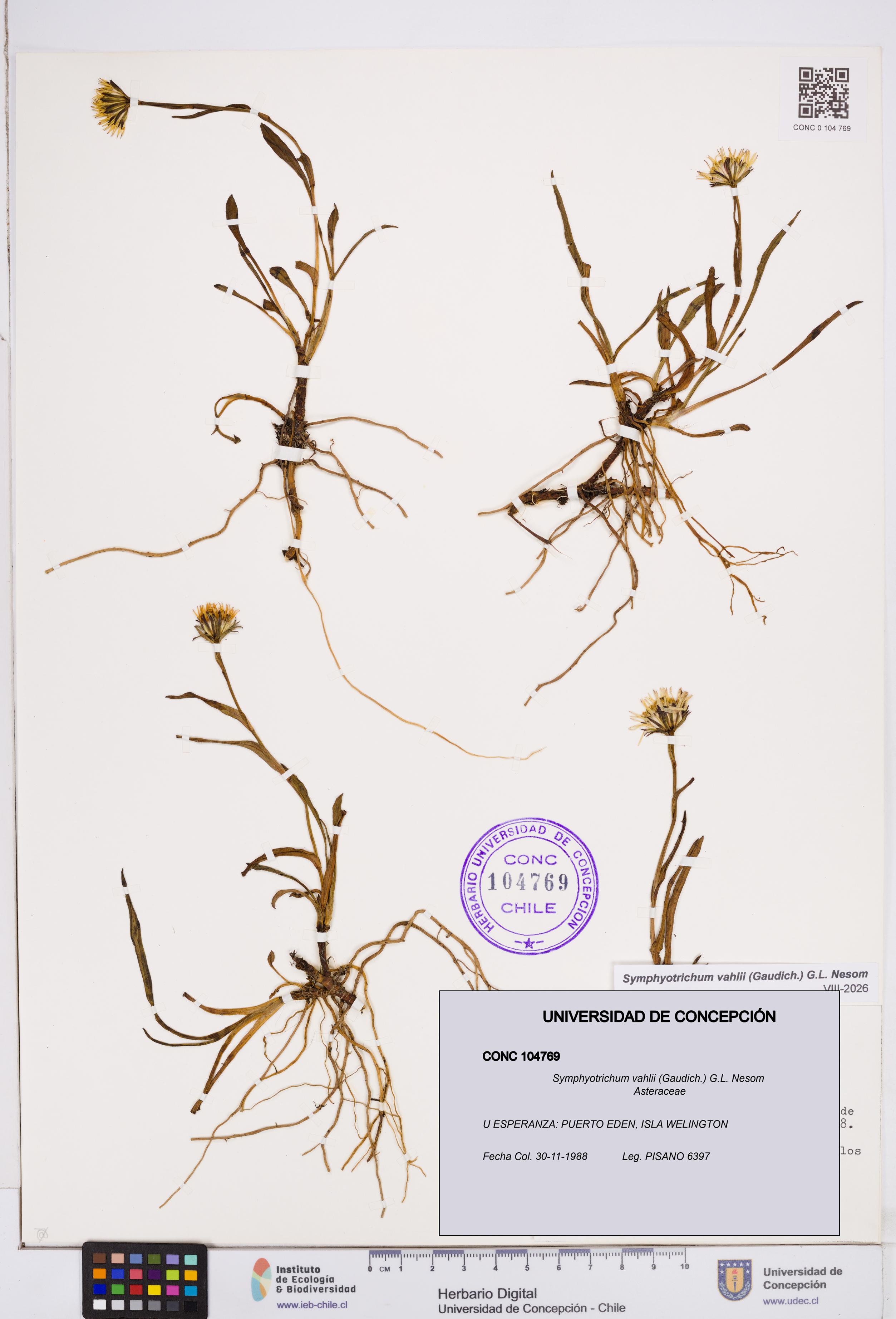 Symphyotrichum vahlii [Espécimen: ]