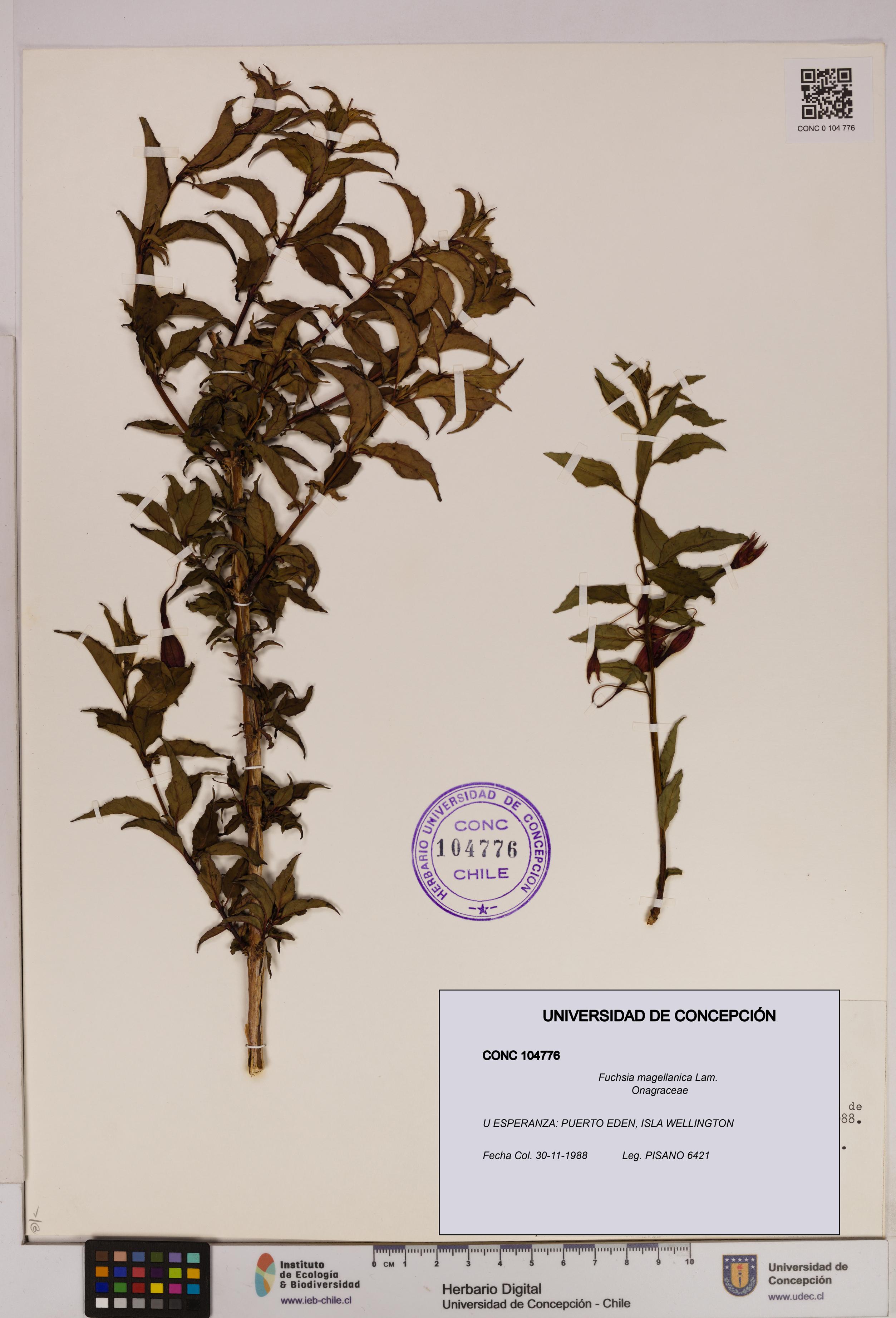 Fuchsia magellanica [Espécimen: UDEC:CONC:0104776]