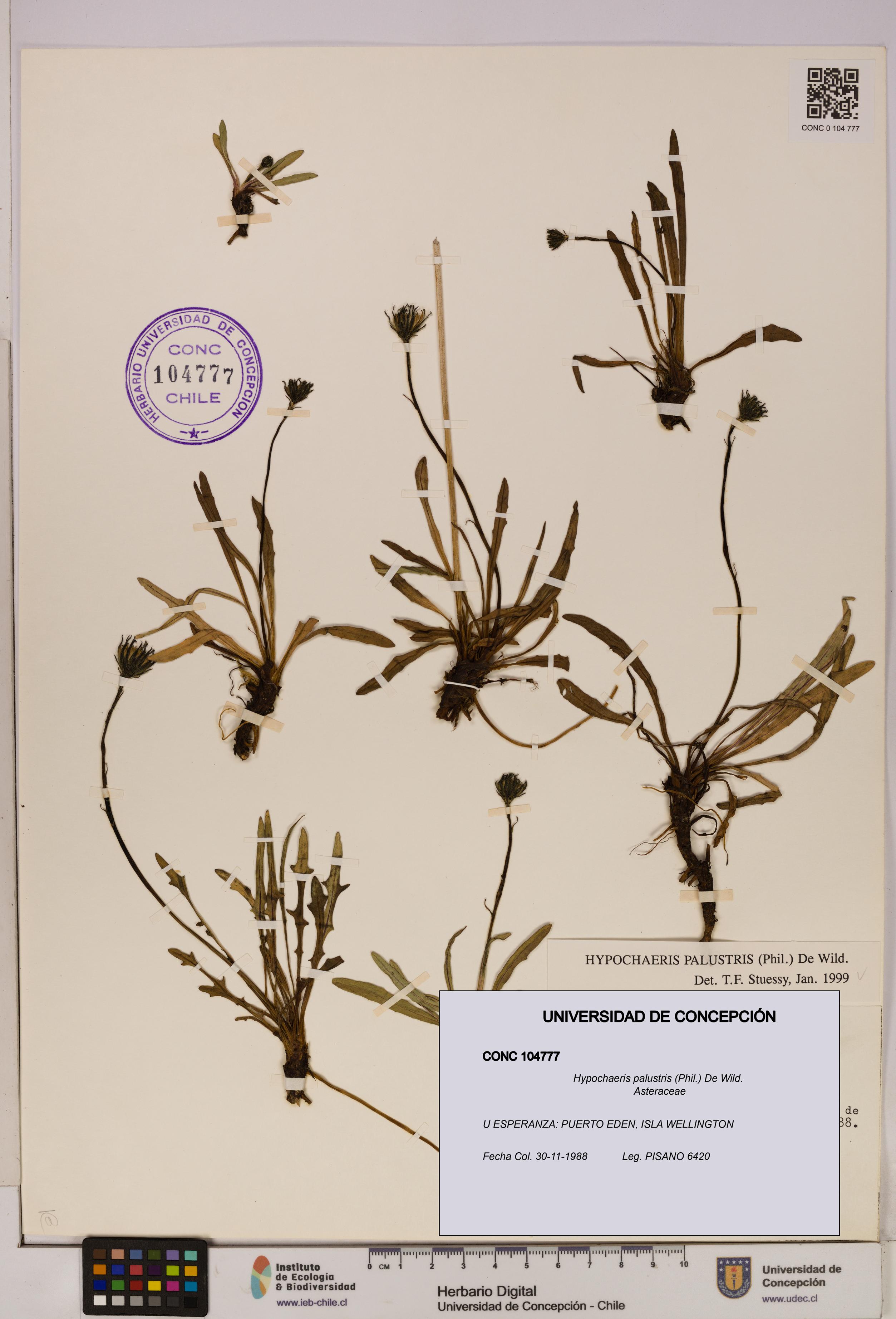 Hypochaeris palustris [Espécimen: UDEC:CONC:0104777]
