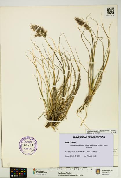 Cortaderia egmontiana [Espécimen: UDEC:CONC:0104789]