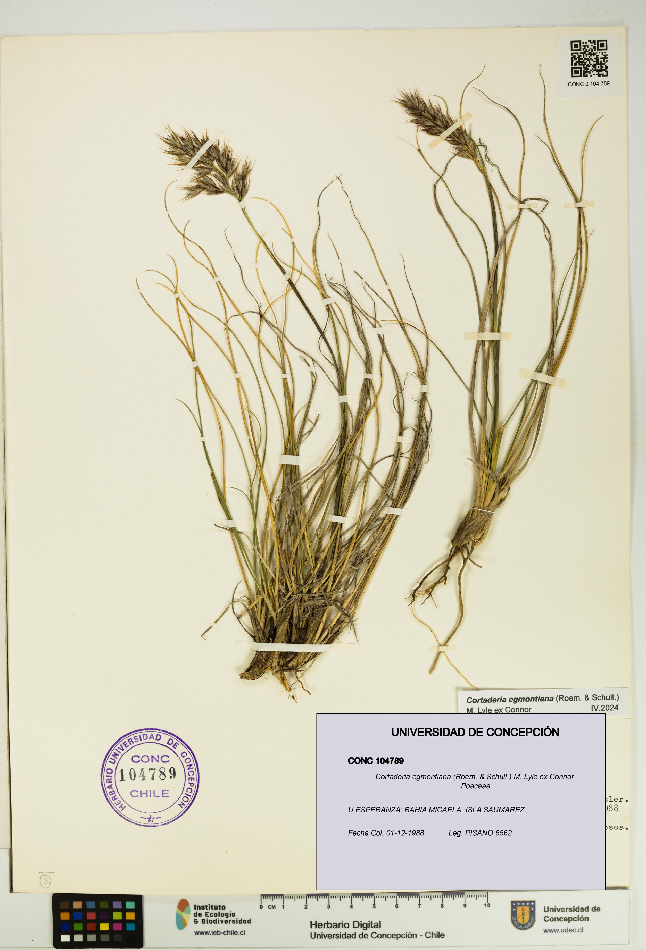 Cortaderia egmontiana [Espécimen: UDEC:CONC:0104789]