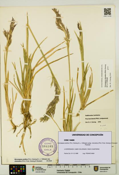 Nicoraepoa andina subsp. chonotica [Espécimen: UDEC:CONC:0104805]