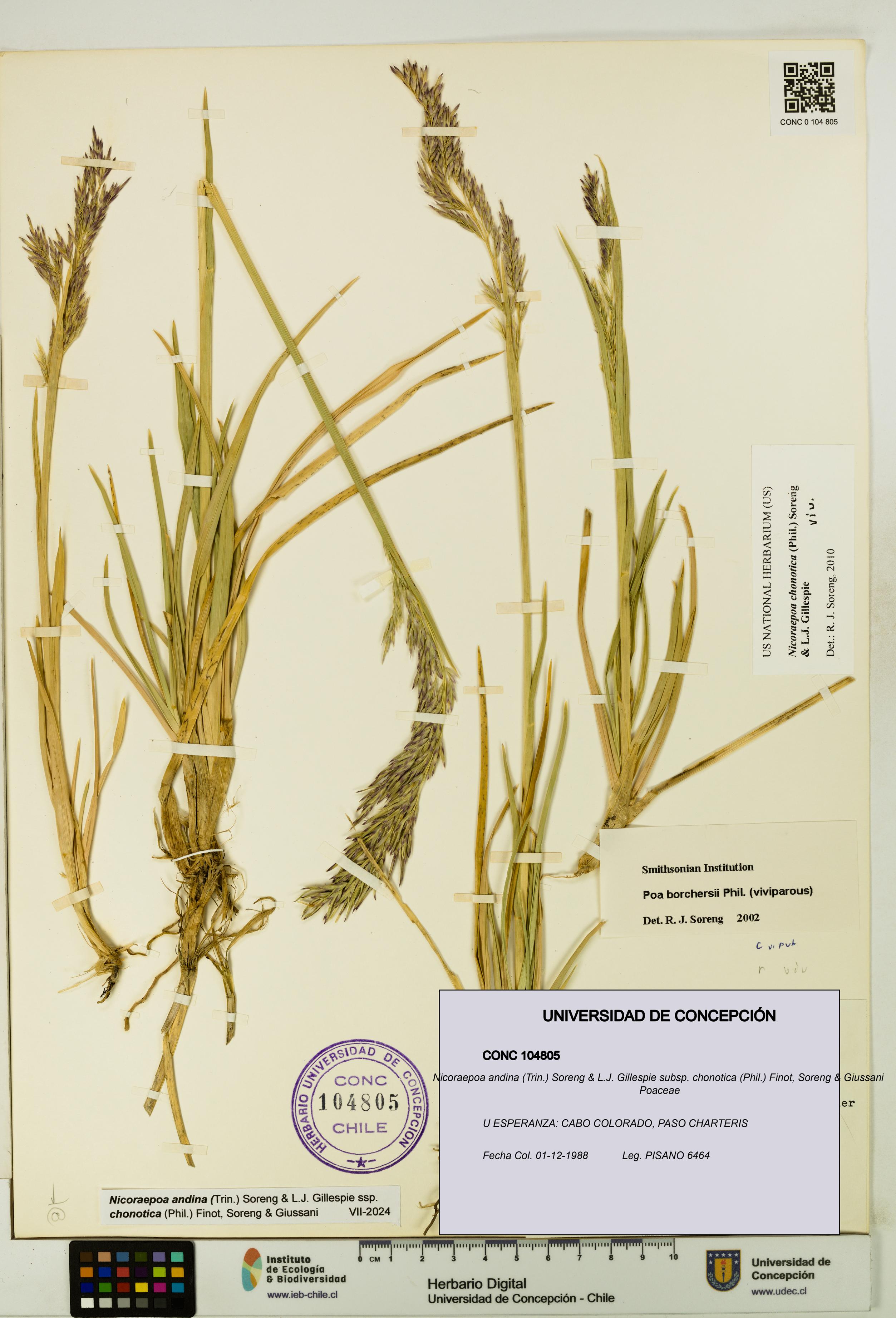 Nicoraepoa andina subsp. chonotica [Espécimen: UDEC:CONC:0104805]