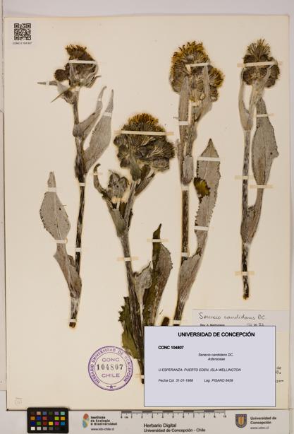 Senecio candidans [Espécimen: UDEC:CONC:0104807]
