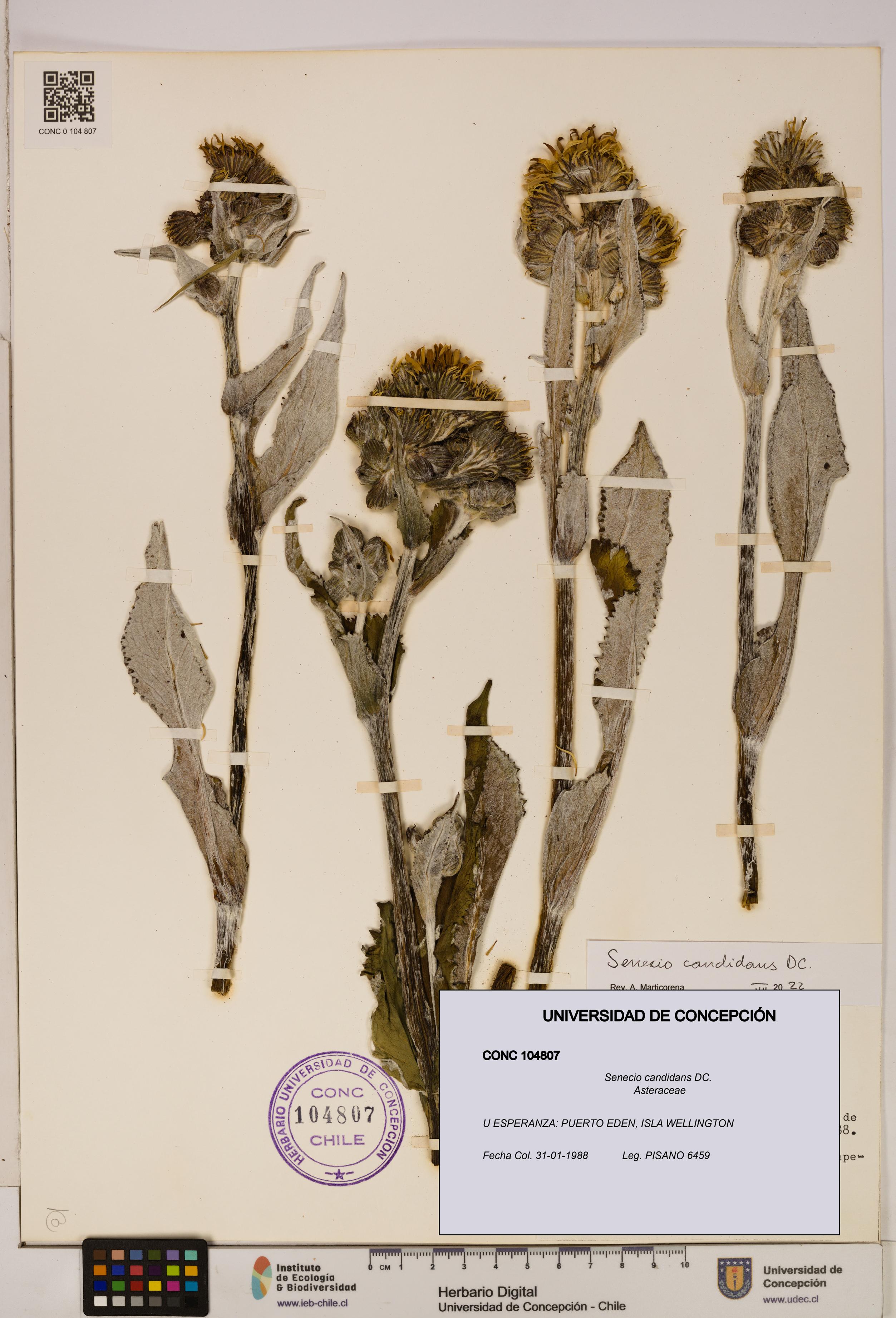 Senecio candidans [Espécimen: UDEC:CONC:0104807]