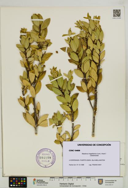 Maytenus magellanica [Espécimen: UDEC:CONC:0104809]