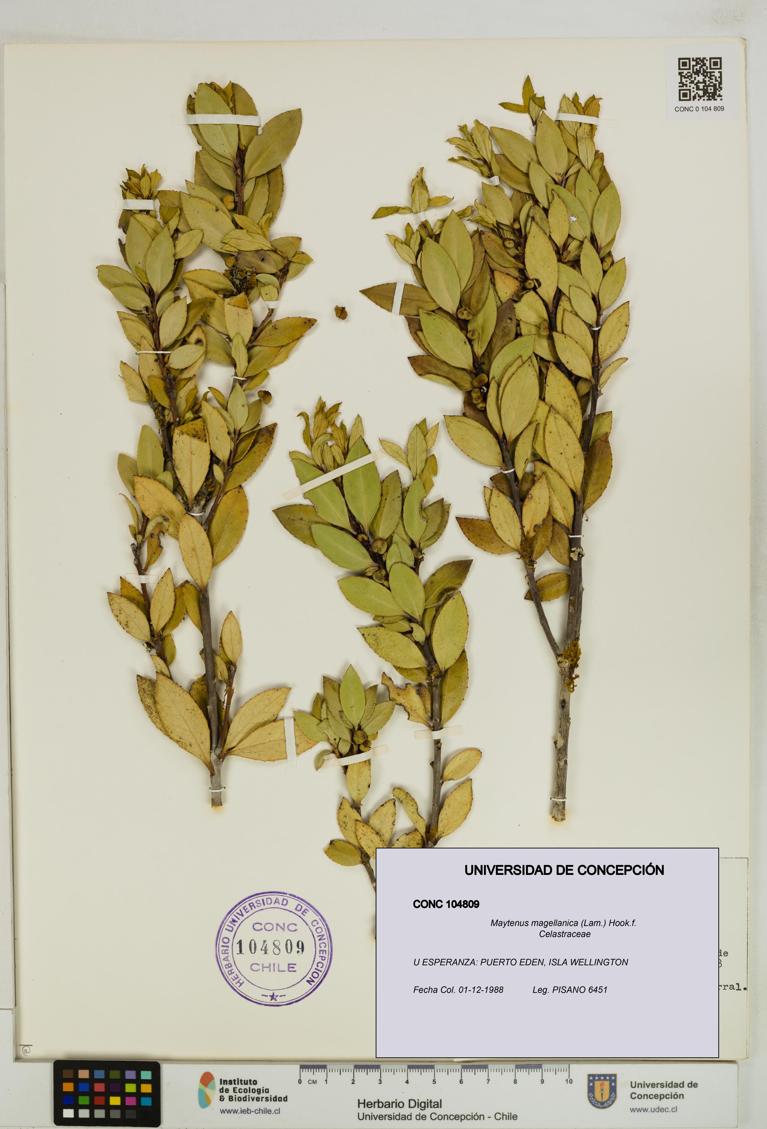 Maytenus magellanica [Espécimen: UDEC:CONC:0104809]