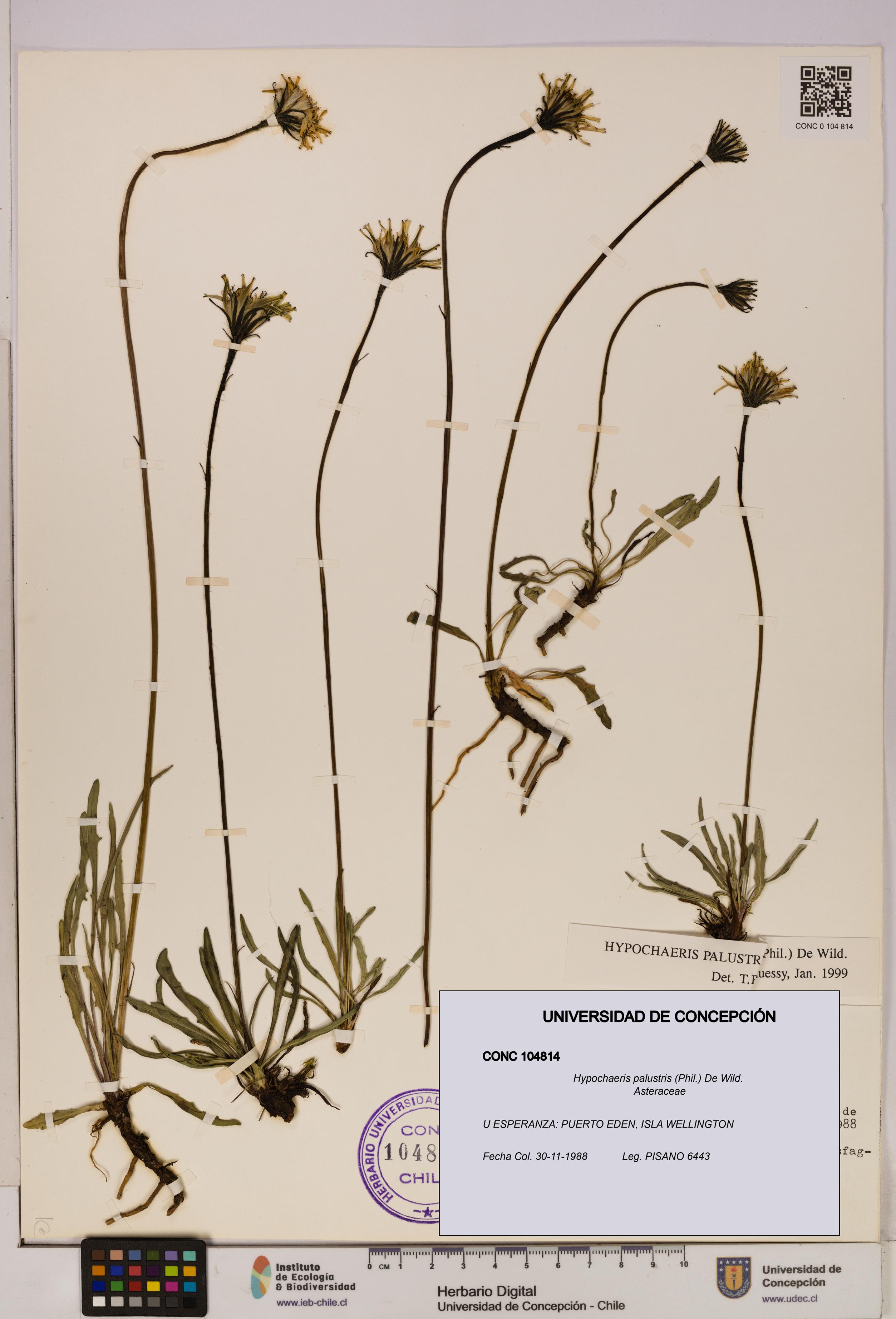 Hypochaeris palustris [Espécimen: UDEC:CONC:0104814]