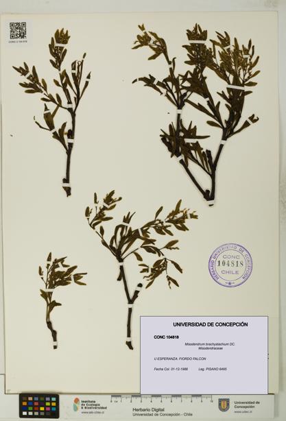 Misodendrum brachystachium [Espécimen: UDEC:CONC:0104818]