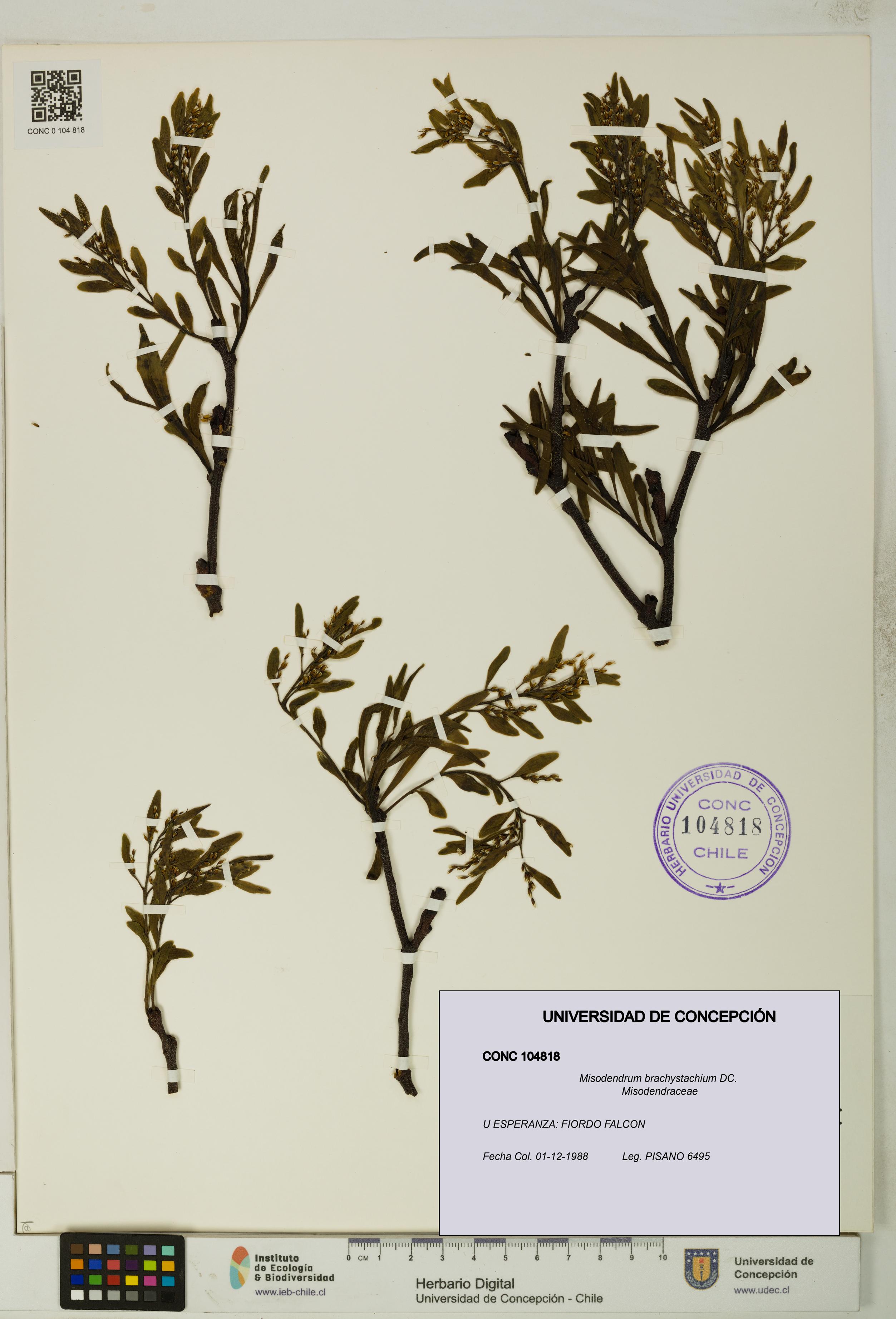 Misodendrum brachystachium [Espécimen: UDEC:CONC:0104818]