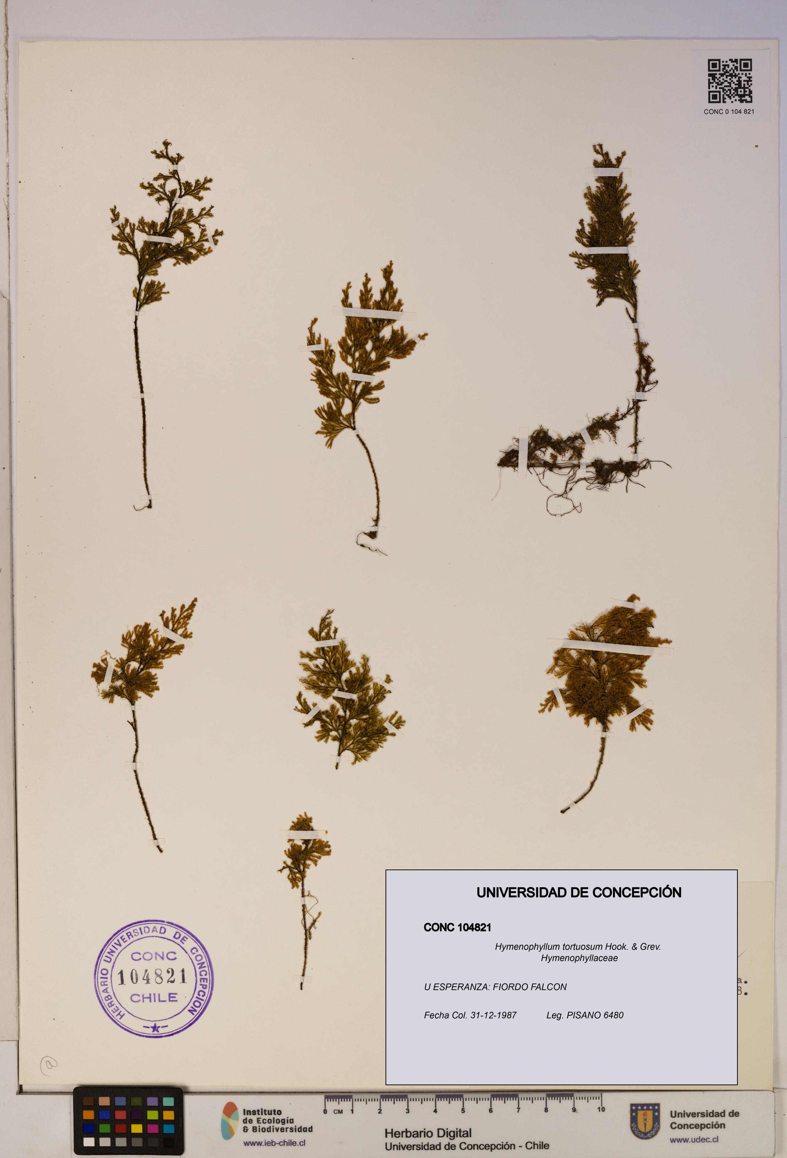 Hymenophyllum tortuosum [Espécimen: ]