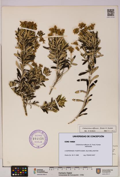 Chiliotrichum diffusum [Espécimen: UDEC:CONC:0104824]