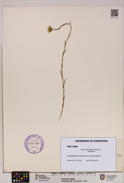 Perezia lactucoides [Espécimen: UDEC:CONC:0104835]