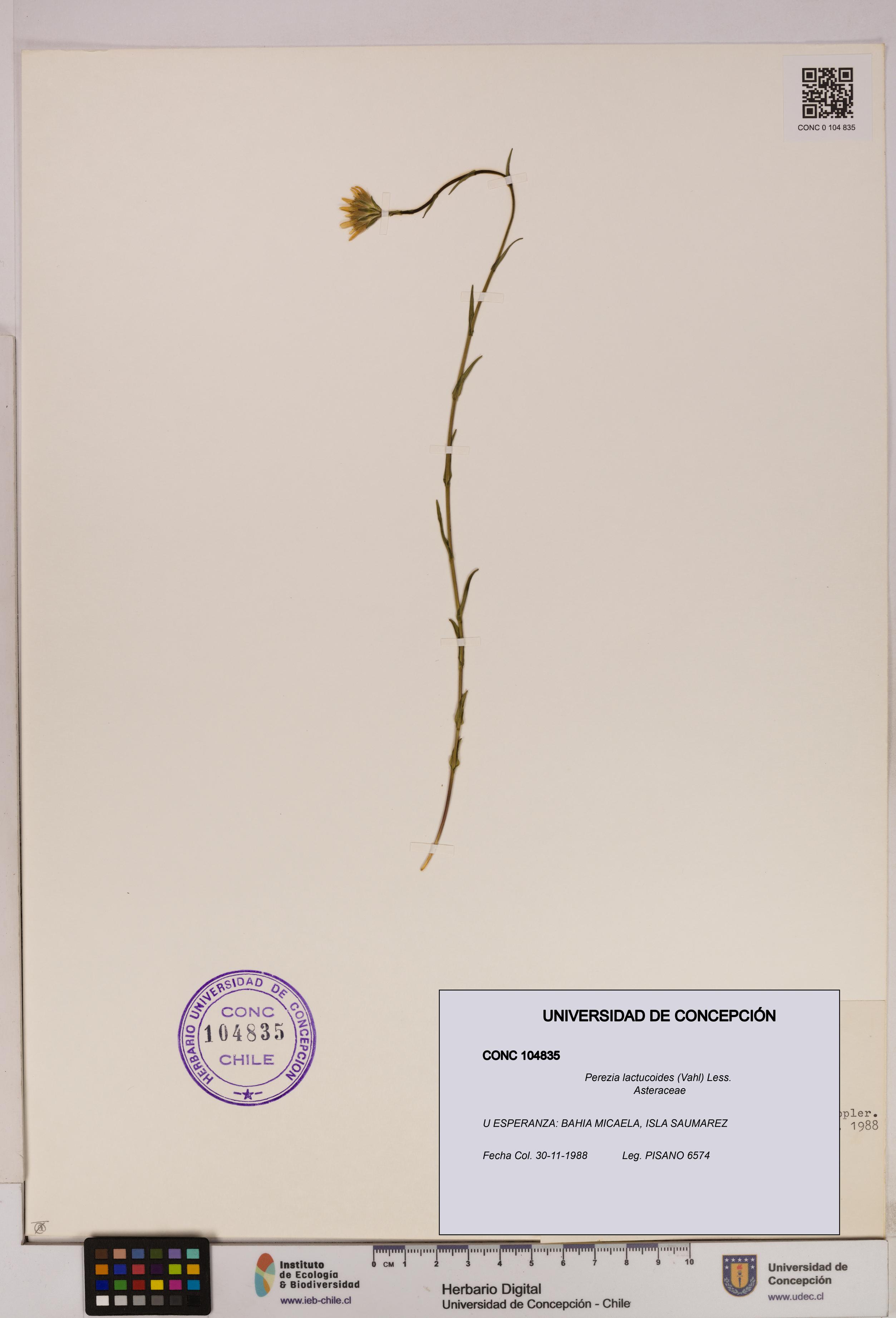 Perezia lactucoides [Espécimen: UDEC:CONC:0104835]