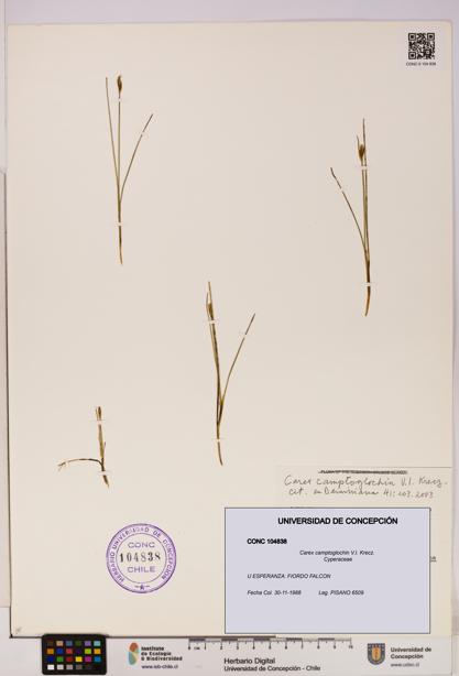 Carex camptoglochin [Espécimen: UDEC:CONC:0104838]