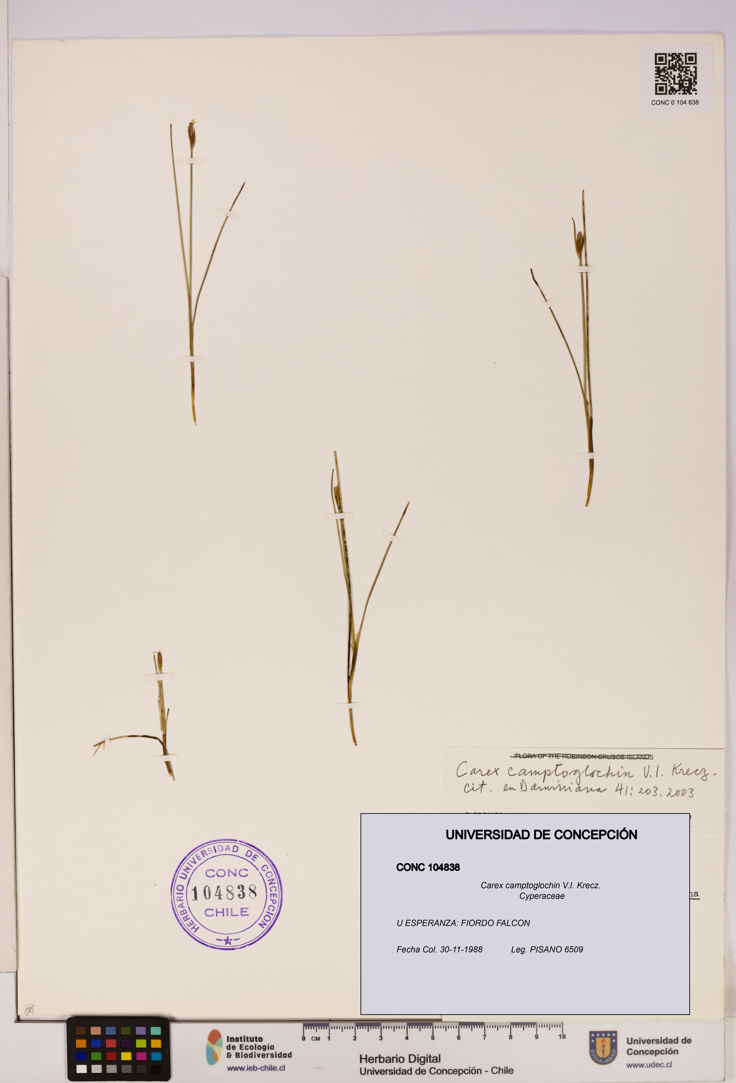 Carex camptoglochin [Espécimen: UDEC:CONC:0104838]