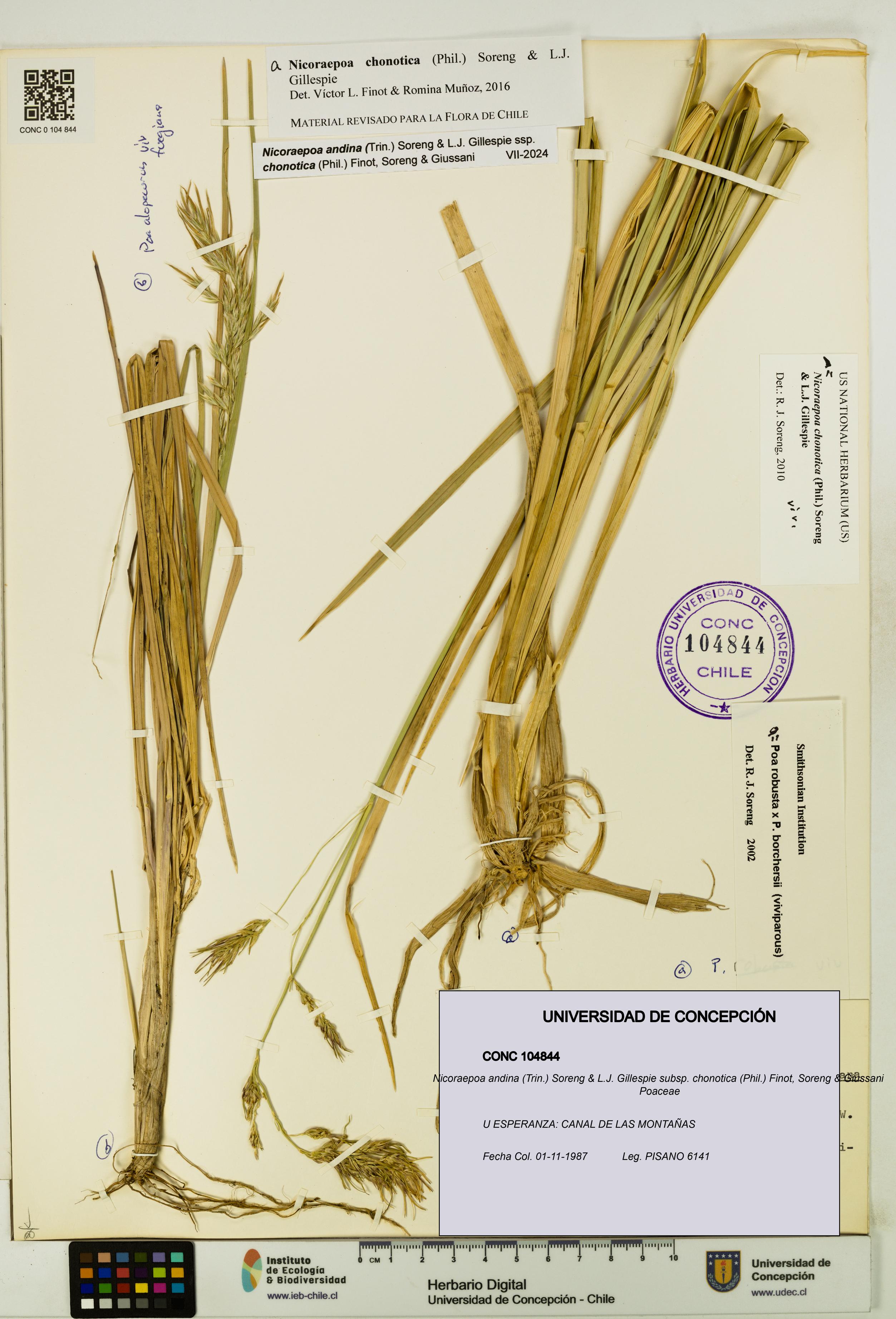 Nicoraepoa andina [Espécimen: UDEC:CONC:0104844]