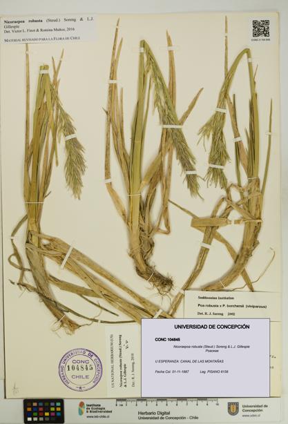 Nicoraepoa robusta [Espécimen: UDEC:CONC:0104845]