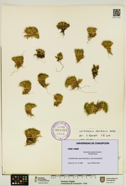 Gaimardia australis [Espécimen: UDEC:CONC:0104854]