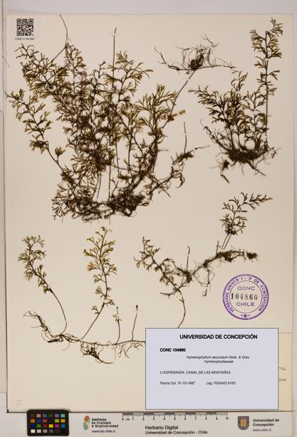 Hymenophyllum secundum [Espécimen: ]