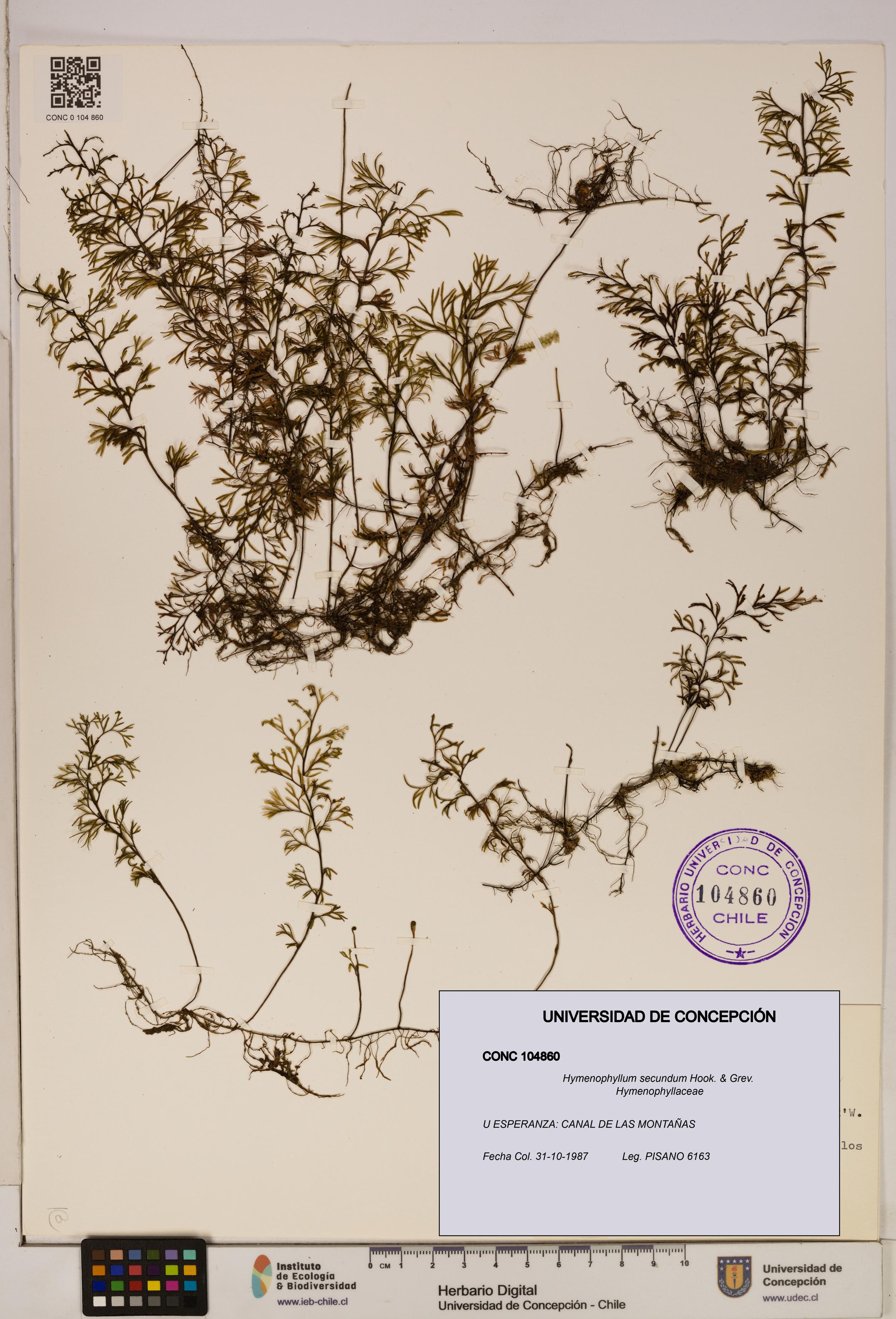 Hymenophyllum secundum [Espécimen: ]
