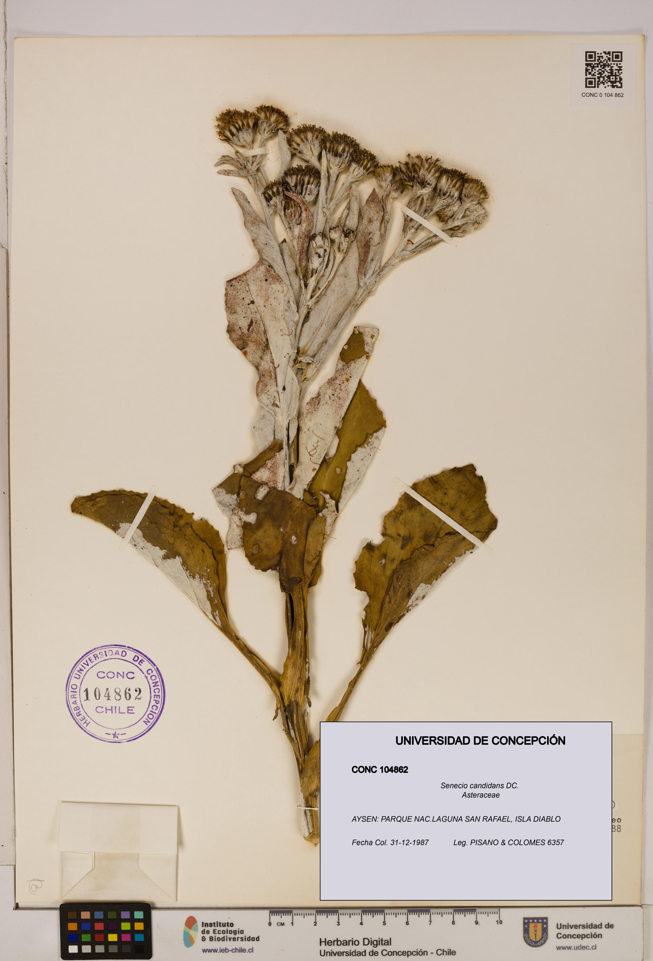 Senecio candidans [Espécimen: UDEC:CONC:0104862]