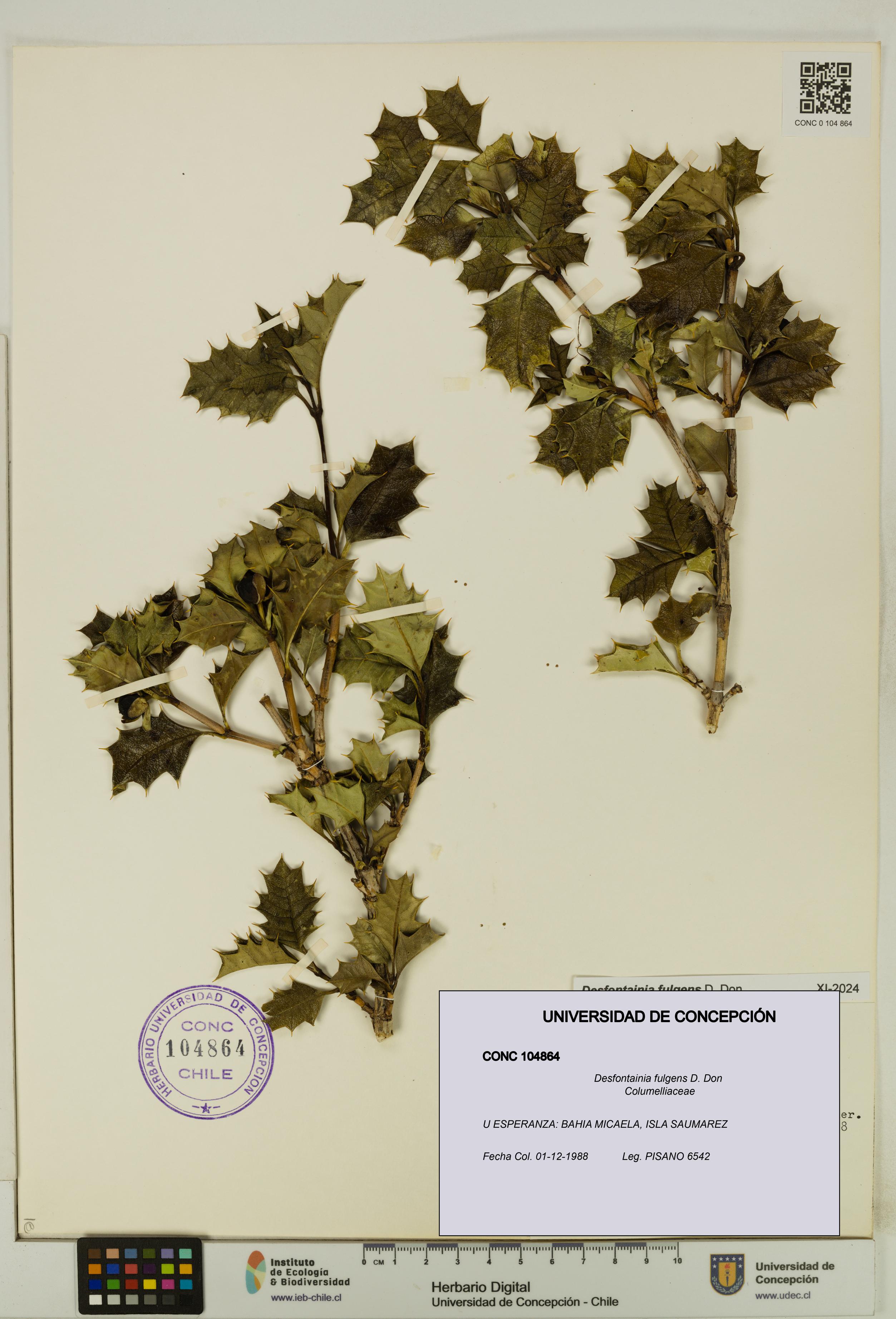 Desfontainia fulgens [Espécimen: UDEC:CONC:0104864]