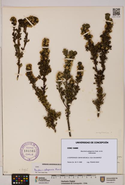 Baccharis patagonica [Espécimen: UDEC:CONC:0104865]