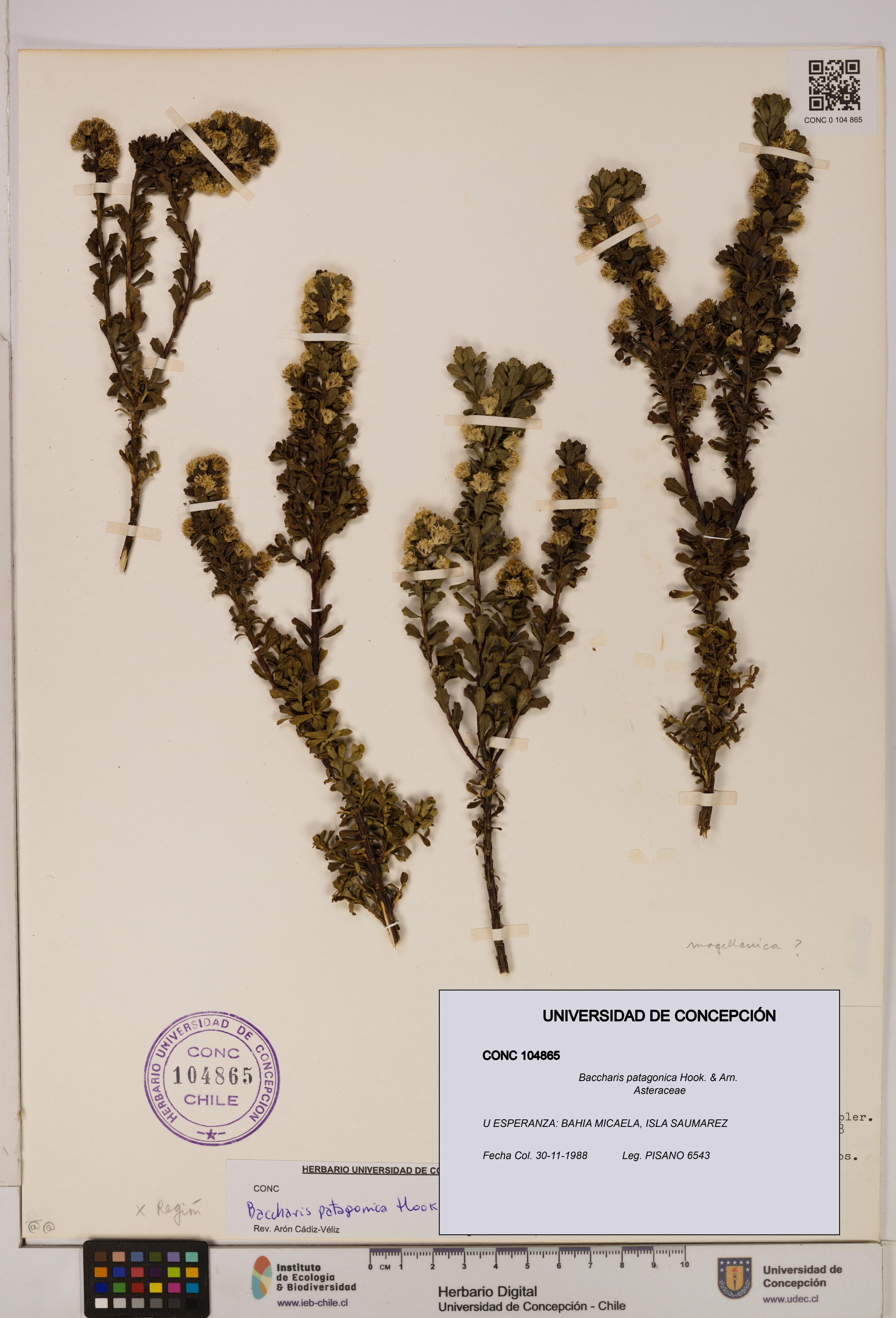 Baccharis patagonica [Espécimen: UDEC:CONC:0104865]