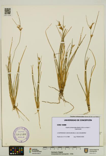 Carpha schoenoides [Espécimen: UDEC:CONC:0104866]