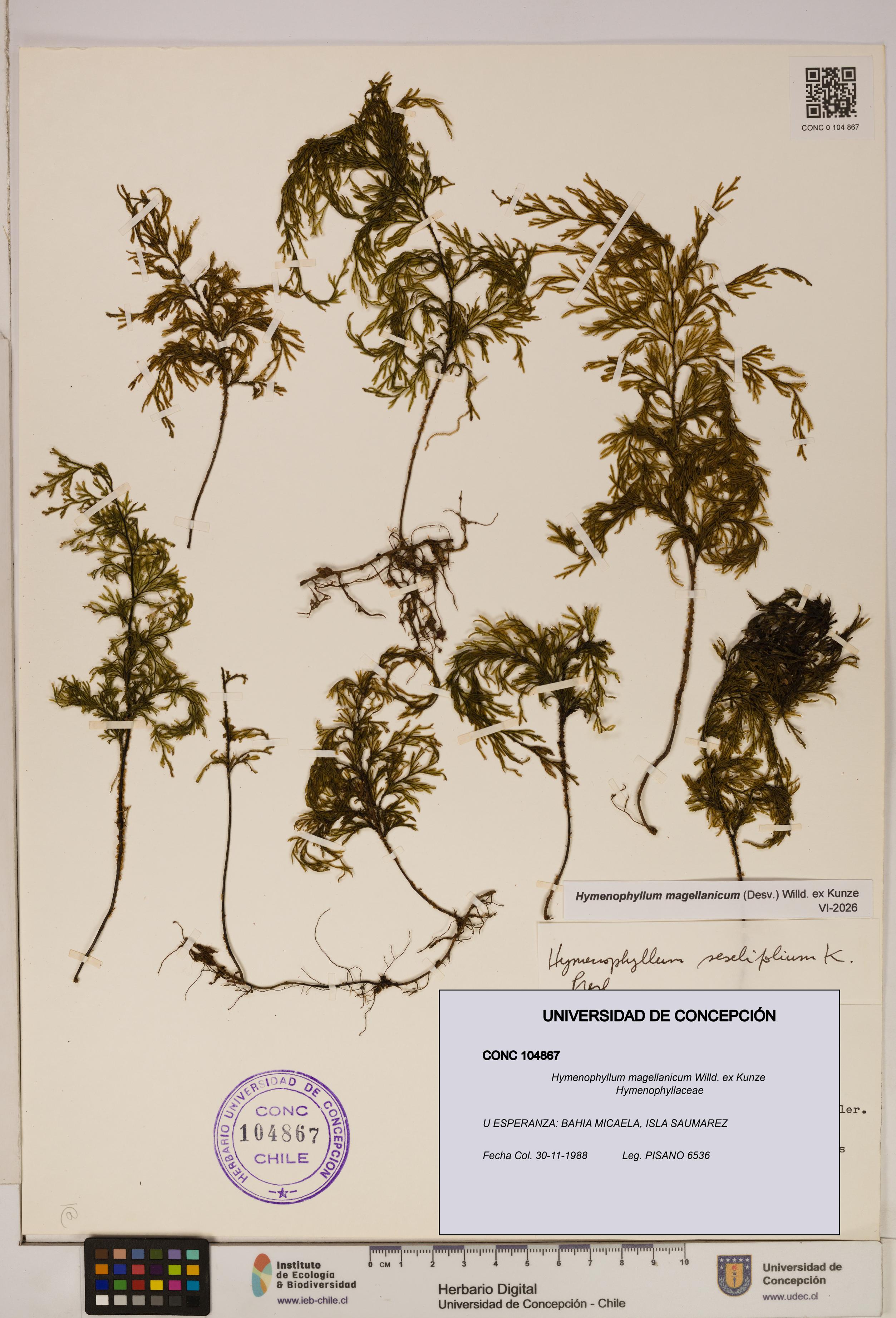Hymenophyllum magellanicum [Espécimen: ]