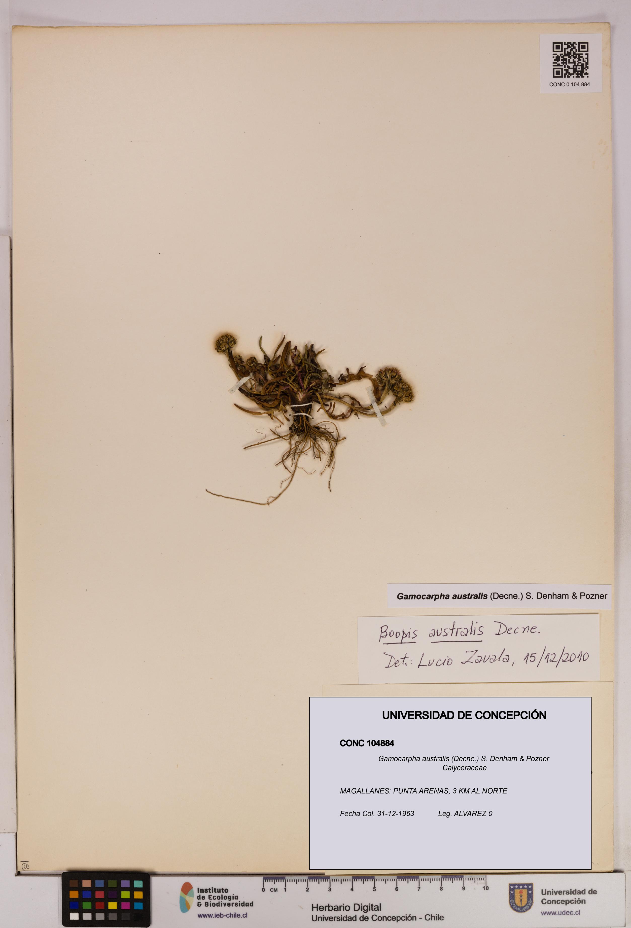 Gamocarpha australis [Espécimen: UDEC:CONC:0104884]