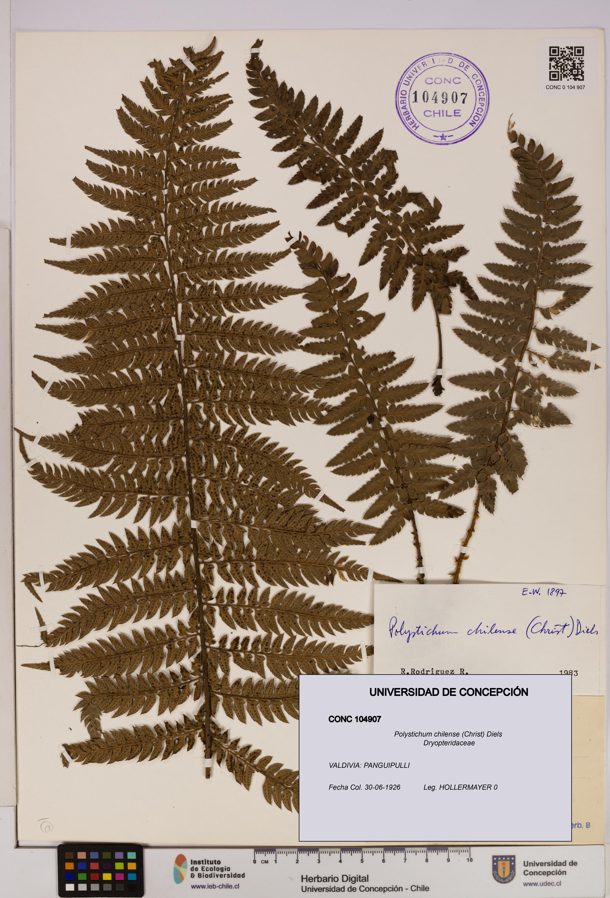 Polystichum chilense [Espécimen: UDEC:CONC:0104907]
