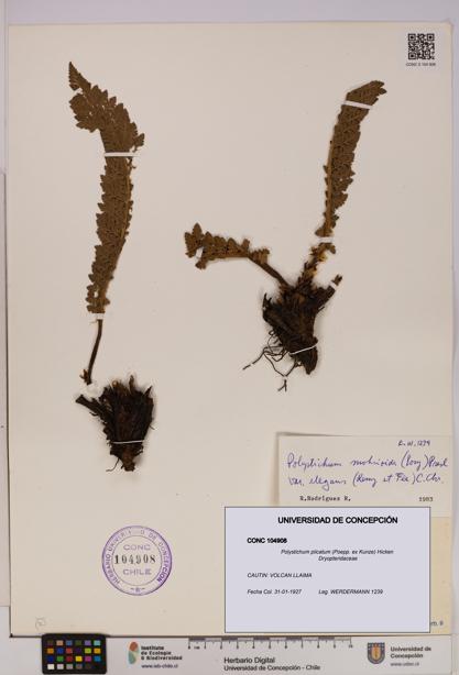 Polystichum plicatum [Espécimen: UDEC:CONC:0104908]