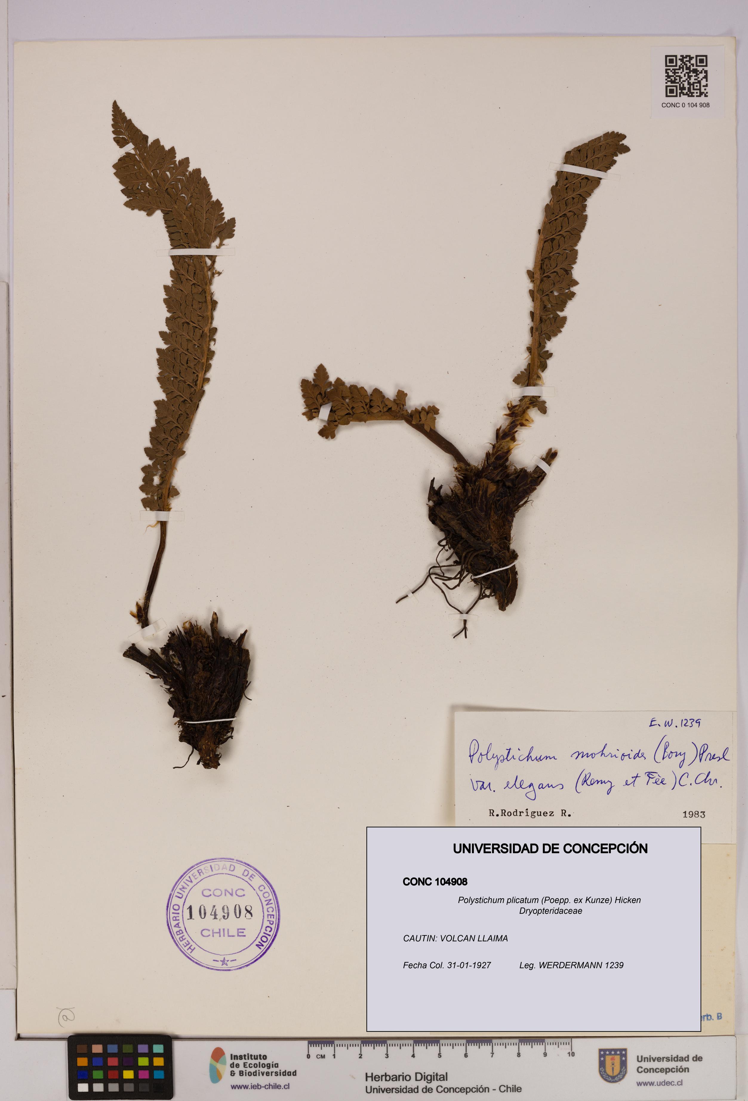 Polystichum plicatum [Espécimen: UDEC:CONC:0104908]