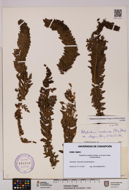 Polystichum plicatum [Espécimen: UDEC:CONC:0104910]