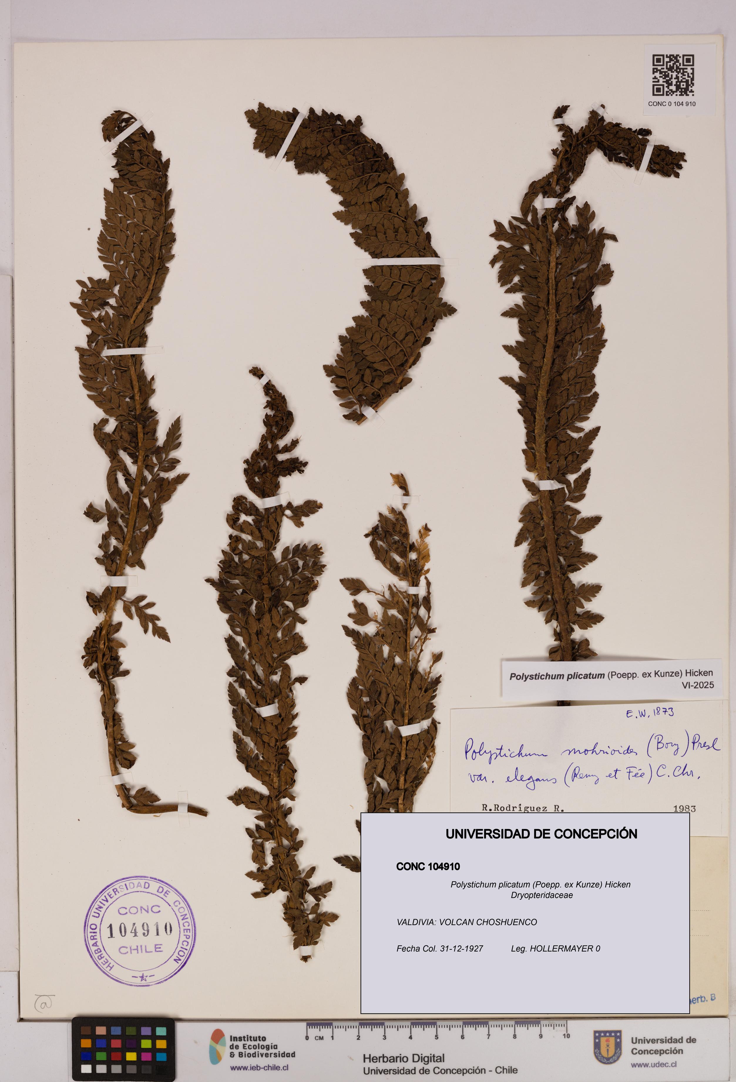 Polystichum plicatum [Espécimen: UDEC:CONC:0104910]