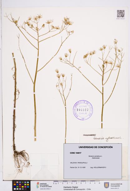 Senecio sylvaticus [Espécimen: ]